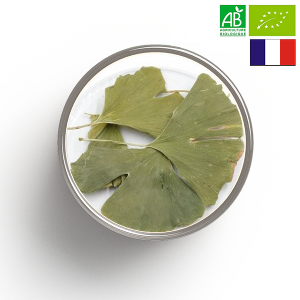 GINKGO Feuille BIO - Origine FRANCE